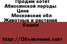 Продам котят Абиссинской породы › Цена ­ 10 000 - Московская обл. Животные и растения » Кошки   